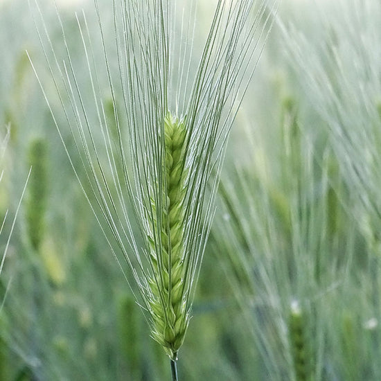 The Barley